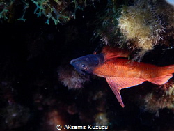 Red triplefin blenny staying upside down on a rock by Aksems Kuzucu 